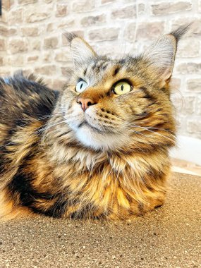 Maine Rakunu, Kediler, Büyük Kedi, Hayvan, Oyun, Dinlenme, Bakış, Kürk, Ağız, Kulak, Pençe, Arkadaş, Arkadaş, Tüylü, Oyun, Oyun, Evcil Hayvan, Yakışıklı, Güzel, Gururlu, Uyku, Rüya, Kral, Canlı, Aşk, Ukrayna, Ukrayna, Ukrayna