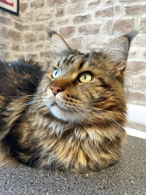 Maine Rakunu, Kediler, Büyük Kedi, Hayvan, Oyun, Dinlenme, Bakış, Kürk, Ağız, Kulak, Pençe, Arkadaş, Arkadaş, Tüylü, Oyun, Oyun, Evcil Hayvan, Yakışıklı, Güzel, Gururlu, Uyku, Rüya, Kral, Canlı, Aşk, Ukrayna, Ukrayna, Ukrayna