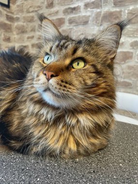 Maine Rakunu, Kediler, Büyük Kedi, Hayvan, Oyun, Dinlenme, Bakış, Kürk, Ağız, Kulak, Pençe, Arkadaş, Arkadaş, Tüylü, Oyun, Oyun, Evcil Hayvan, Yakışıklı, Güzel, Gururlu, Uyku, Rüya, Kral, Canlı, Aşk, Ukrayna, Ukrayna, Ukrayna