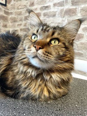 Maine Rakunu, Kediler, Büyük Kedi, Hayvan, Oyun, Dinlenme, Bakış, Kürk, Ağız, Kulak, Pençe, Arkadaş, Arkadaş, Tüylü, Oyun, Oyun, Evcil Hayvan, Yakışıklı, Güzel, Gururlu, Uyku, Rüya, Kral, Canlı, Aşk, Ukrayna, Ukrayna, Ukrayna