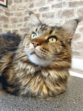 Maine Rakunu, Kediler, Büyük Kedi, Hayvan, Oyun, Dinlenme, Bakış, Kürk, Ağız, Kulak, Pençe, Arkadaş, Arkadaş, Tüylü, Oyun, Oyun, Evcil Hayvan, Yakışıklı, Güzel, Gururlu, Uyku, Rüya, Kral, Canlı, Aşk, Ukrayna, Ukrayna, Ukrayna