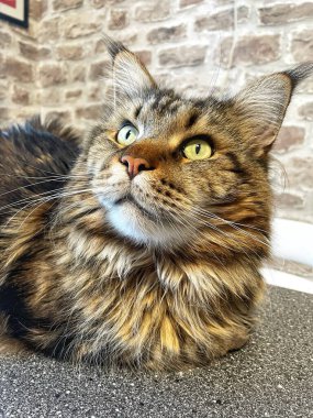 Maine Rakunu, Kediler, Büyük Kedi, Hayvan, Oyun, Dinlenme, Bakış, Kürk, Ağız, Kulak, Pençe, Arkadaş, Arkadaş, Tüylü, Oyun, Oyun, Evcil Hayvan, Yakışıklı, Güzel, Gururlu, Uyku, Rüya, Kral, Canlı, Aşk, Ukrayna, Ukrayna, Ukrayna