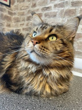 Maine Rakunu, Kediler, Büyük Kedi, Hayvan, Oyun, Dinlenme, Bakış, Kürk, Ağız, Kulak, Pençe, Arkadaş, Arkadaş, Tüylü, Oyun, Oyun, Evcil Hayvan, Yakışıklı, Güzel, Gururlu, Uyku, Rüya, Kral, Canlı, Aşk, Ukrayna, Ukrayna, Ukrayna