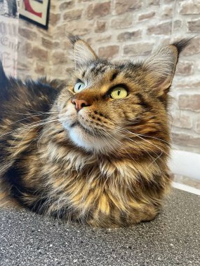 Maine Rakunu, Kediler, Büyük Kedi, Hayvan, Oyun, Dinlenme, Bakış, Kürk, Ağız, Kulak, Pençe, Arkadaş, Arkadaş, Tüylü, Oyun, Oyun, Evcil Hayvan, Yakışıklı, Güzel, Gururlu, Uyku, Rüya, Kral, Canlı, Aşk, Ukrayna, Ukrayna, Ukrayna