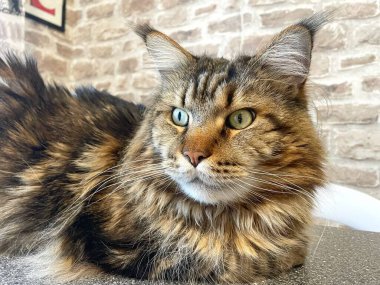 Maine Rakunu, Kediler, Büyük Kedi, Hayvan, Oyun, Dinlenme, Bakış, Kürk, Ağız, Kulak, Pençe, Arkadaş, Arkadaş, Tüylü, Oyun, Oyun, Evcil Hayvan, Yakışıklı, Güzel, Gururlu, Uyku, Rüya, Kral, Canlı, Aşk, Ukrayna, Ukrayna, Ukrayna