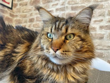 Maine Rakunu, Kediler, Büyük Kedi, Hayvan, Oyun, Dinlenme, Bakış, Kürk, Ağız, Kulak, Pençe, Arkadaş, Arkadaş, Tüylü, Oyun, Oyun, Evcil Hayvan, Yakışıklı, Güzel, Gururlu, Uyku, Rüya, Kral, Canlı, Aşk, Ukrayna, Ukrayna, Ukrayna