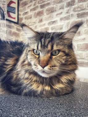 Maine Rakunu, Kediler, Büyük Kedi, Hayvan, Oyun, Dinlenme, Bakış, Kürk, Ağız, Kulak, Pençe, Arkadaş, Arkadaş, Tüylü, Oyun, Oyun, Evcil Hayvan, Yakışıklı, Güzel, Gururlu, Uyku, Rüya, Kral, Canlı, Aşk, Ukrayna, Ukrayna, Ukrayna