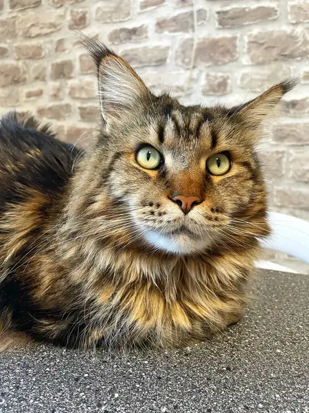 Maine Rakunu, Kediler, Büyük Kedi, Hayvan, Oyun, Dinlenme, Bakış, Kürk, Ağız, Kulak, Pençe, Arkadaş, Arkadaş, Tüylü, Oyun, Oyun, Evcil Hayvan, Yakışıklı, Güzel, Gururlu, Uyku, Rüya, Kral, Canlı, Aşk, Ukrayna, Ukrayna, Ukrayna