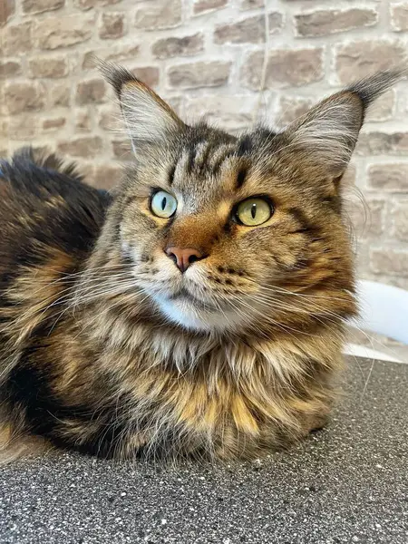 Maine Rakunu, Kediler, Büyük Kedi, Hayvan, Oyun, Dinlenme, Bakış, Kürk, Ağız, Kulak, Pençe, Arkadaş, Arkadaş, Tüylü, Oyun, Oyun, Evcil Hayvan, Yakışıklı, Güzel, Gururlu, Uyku, Rüya, Kral, Canlı, Aşk, Ukrayna, Ukrayna, Ukrayna