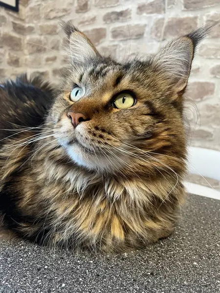 Maine Rakunu, Kediler, Büyük Kedi, Hayvan, Oyun, Dinlenme, Bakış, Kürk, Ağız, Kulak, Pençe, Arkadaş, Arkadaş, Tüylü, Oyun, Oyun, Evcil Hayvan, Yakışıklı, Güzel, Gururlu, Uyku, Rüya, Kral, Canlı, Aşk, Ukrayna, Ukrayna, Ukrayna