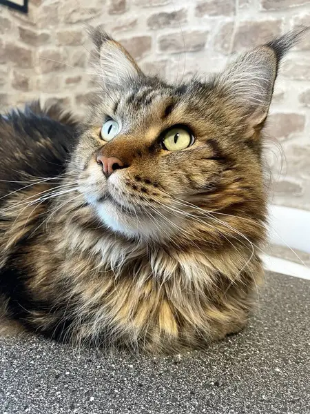 Maine Rakunu, Kediler, Büyük Kedi, Hayvan, Oyun, Dinlenme, Bakış, Kürk, Ağız, Kulak, Pençe, Arkadaş, Arkadaş, Tüylü, Oyun, Oyun, Evcil Hayvan, Yakışıklı, Güzel, Gururlu, Uyku, Rüya, Kral, Canlı, Aşk, Ukrayna, Ukrayna, Ukrayna