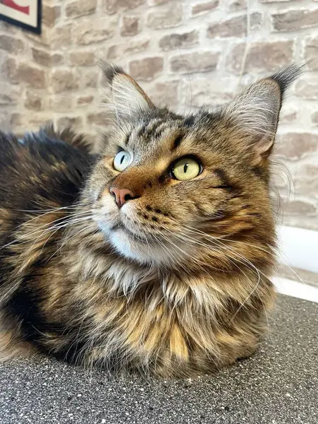 Maine Rakunu, Kediler, Büyük Kedi, Hayvan, Oyun, Dinlenme, Bakış, Kürk, Ağız, Kulak, Pençe, Arkadaş, Arkadaş, Tüylü, Oyun, Oyun, Evcil Hayvan, Yakışıklı, Güzel, Gururlu, Uyku, Rüya, Kral, Canlı, Aşk, Ukrayna, Ukrayna, Ukrayna