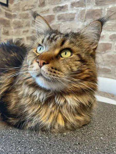 Maine Rakunu, Kediler, Büyük Kedi, Hayvan, Oyun, Dinlenme, Bakış, Kürk, Ağız, Kulak, Pençe, Arkadaş, Arkadaş, Tüylü, Oyun, Oyun, Evcil Hayvan, Yakışıklı, Güzel, Gururlu, Uyku, Rüya, Kral, Canlı, Aşk, Ukrayna, Ukrayna, Ukrayna