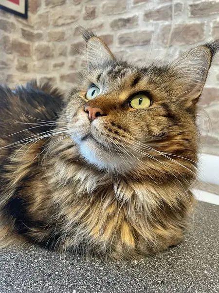 Maine Rakunu, Kediler, Büyük Kedi, Hayvan, Oyun, Dinlenme, Bakış, Kürk, Ağız, Kulak, Pençe, Arkadaş, Arkadaş, Tüylü, Oyun, Oyun, Evcil Hayvan, Yakışıklı, Güzel, Gururlu, Uyku, Rüya, Kral, Canlı, Aşk, Ukrayna, Ukrayna, Ukrayna