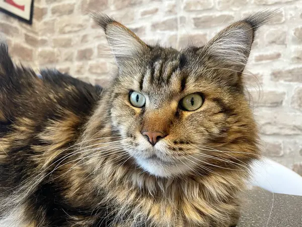 Maine Rakunu, Kediler, Büyük Kedi, Hayvan, Oyun, Dinlenme, Bakış, Kürk, Ağız, Kulak, Pençe, Arkadaş, Arkadaş, Tüylü, Oyun, Oyun, Evcil Hayvan, Yakışıklı, Güzel, Gururlu, Uyku, Rüya, Kral, Canlı, Aşk, Ukrayna, Ukrayna, Ukrayna