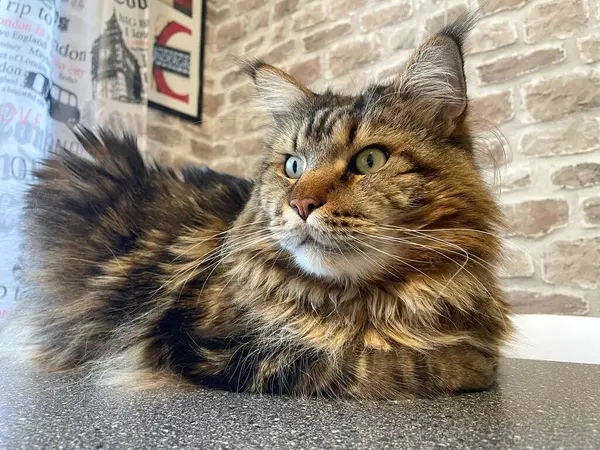 Maine Rakunu, Kediler, Büyük Kedi, Hayvan, Oyun, Dinlenme, Bakış, Kürk, Ağız, Kulak, Pençe, Arkadaş, Arkadaş, Tüylü, Oyun, Oyun, Evcil Hayvan, Yakışıklı, Güzel, Gururlu, Uyku, Rüya, Kral, Canlı, Aşk, Ukrayna, Ukrayna, Ukrayna