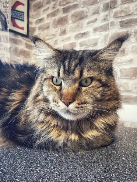 Maine Rakunu, Kediler, Büyük Kedi, Hayvan, Oyun, Dinlenme, Bakış, Kürk, Ağız, Kulak, Pençe, Arkadaş, Arkadaş, Tüylü, Oyun, Oyun, Evcil Hayvan, Yakışıklı, Güzel, Gururlu, Uyku, Rüya, Kral, Canlı, Aşk, Ukrayna, Ukrayna, Ukrayna