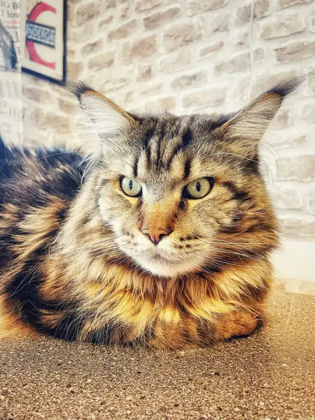 Maine Rakunu, Kediler, Büyük Kedi, Hayvan, Oyun, Dinlenme, Bakış, Kürk, Ağız, Kulak, Pençe, Arkadaş, Arkadaş, Tüylü, Oyun, Oyun, Evcil Hayvan, Yakışıklı, Güzel, Gururlu, Uyku, Rüya, Kral, Canlı, Aşk, Ukrayna, Ukrayna, Ukrayna