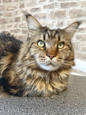 Maine Rakun, Maine Rakun, Mainecoon, Kediler, Büyük Kedi, Hayvan, Oyun, Dinlenme, Bakış, Kürk, Ağız, Kulak, Pençe, Arkadaş, Tüylü, Oyun, Evcil Hayvan, Yakışıklı, Güzel, Arkadaş, Gururlu, Uyku, Rüya, Kral, Canlı, Aşk, Mutluluk, Ukrayna, Ukrayna, Ukrayna