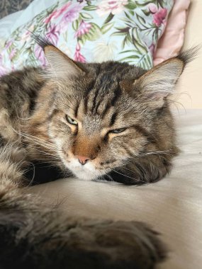 Maine Rakunu, Kediler, Büyük Kedi, Hayvan, Oyun, Dinlenme, Bakış, Kürk, Ağız, Kulak, Pençe, Arkadaş, Arkadaş, Tüylü, Oyun, Oyun, Evcil Hayvan, Yakışıklı, Güzel, Gururlu, Uyku, Rüya, Kral, Canlı, Aşk, Ukrayna, Ukrayna, Ukrayna