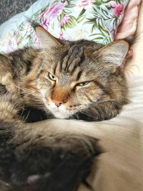 Maine Rakunu, Kediler, Büyük Kedi, Hayvan, Oyun, Dinlenme, Bakış, Kürk, Ağız, Kulak, Pençe, Arkadaş, Arkadaş, Tüylü, Oyun, Oyun, Evcil Hayvan, Yakışıklı, Güzel, Gururlu, Uyku, Rüya, Kral, Canlı, Aşk, Ukrayna, Ukrayna, Ukrayna