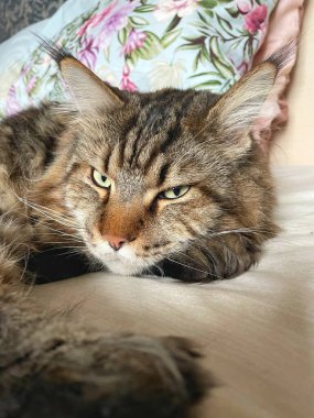 Maine Rakunu, Kediler, Büyük Kedi, Hayvan, Oyun, Dinlenme, Bakış, Kürk, Ağız, Kulak, Pençe, Arkadaş, Arkadaş, Tüylü, Oyun, Oyun, Evcil Hayvan, Yakışıklı, Güzel, Gururlu, Uyku, Rüya, Kral, Canlı, Aşk, Ukrayna, Ukrayna, Ukrayna