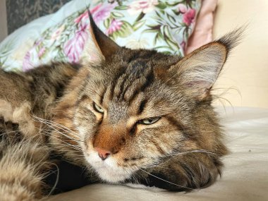 Maine Rakunu, Kediler, Büyük Kedi, Hayvan, Oyun, Dinlenme, Bakış, Kürk, Ağız, Kulak, Pençe, Arkadaş, Arkadaş, Tüylü, Oyun, Oyun, Evcil Hayvan, Yakışıklı, Güzel, Gururlu, Uyku, Rüya, Kral, Canlı, Aşk, Ukrayna, Ukrayna, Ukrayna