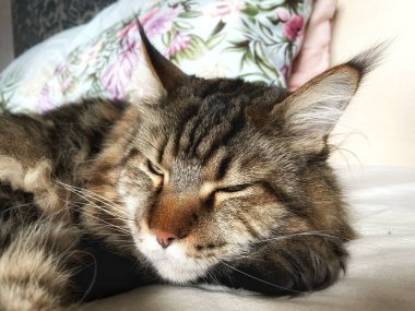 Maine Rakunu, Kediler, Büyük Kedi, Hayvan, Oyun, Dinlenme, Bakış, Kürk, Ağız, Kulak, Pençe, Arkadaş, Arkadaş, Tüylü, Oyun, Oyun, Evcil Hayvan, Yakışıklı, Güzel, Gururlu, Uyku, Rüya, Kral, Canlı, Aşk, Ukrayna, Ukrayna, Ukrayna