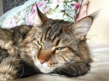 Maine Rakunu, Kediler, Büyük Kedi, Hayvan, Oyun, Dinlenme, Bakış, Kürk, Ağız, Kulak, Pençe, Arkadaş, Arkadaş, Tüylü, Oyun, Oyun, Evcil Hayvan, Yakışıklı, Güzel, Gururlu, Uyku, Rüya, Kral, Canlı, Aşk, Ukrayna, Ukrayna, Ukrayna