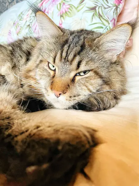 Maine Rakunu, Kediler, Büyük Kedi, Hayvan, Oyun, Dinlenme, Bakış, Kürk, Ağız, Kulak, Pençe, Arkadaş, Arkadaş, Tüylü, Oyun, Oyun, Evcil Hayvan, Yakışıklı, Güzel, Gururlu, Uyku, Rüya, Kral, Canlı, Aşk, Ukrayna, Ukrayna, Ukrayna