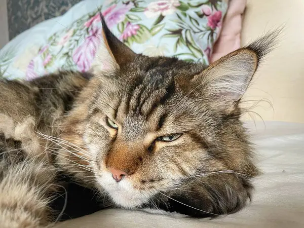 Maine Rakunu, Kediler, Büyük Kedi, Hayvan, Oyun, Dinlenme, Bakış, Kürk, Ağız, Kulak, Pençe, Arkadaş, Arkadaş, Tüylü, Oyun, Oyun, Evcil Hayvan, Yakışıklı, Güzel, Gururlu, Uyku, Rüya, Kral, Canlı, Aşk, Ukrayna, Ukrayna, Ukrayna