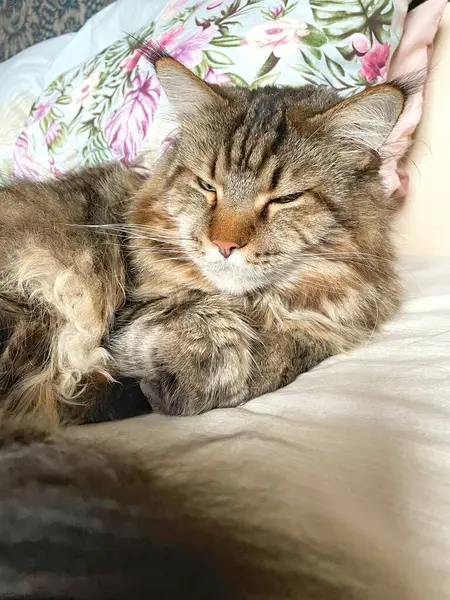 Maine Rakunu, Kediler, Büyük Kedi, Hayvan, Oyun, Dinlenme, Bakış, Kürk, Ağız, Kulak, Pençe, Arkadaş, Arkadaş, Tüylü, Oyun, Oyun, Evcil Hayvan, Yakışıklı, Güzel, Gururlu, Uyku, Rüya, Kral, Canlı, Aşk, Ukrayna, Ukrayna, Ukrayna