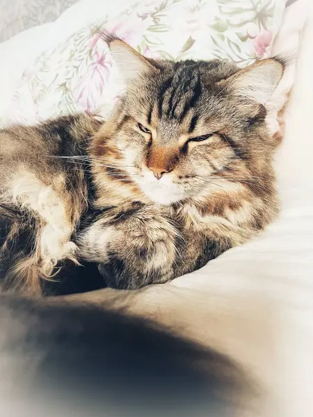 Maine Rakunu, Kediler, Büyük Kedi, Hayvan, Oyun, Dinlenme, Bakış, Kürk, Ağız, Kulak, Pençe, Arkadaş, Arkadaş, Tüylü, Oyun, Oyun, Evcil Hayvan, Yakışıklı, Güzel, Gururlu, Uyku, Rüya, Kral, Canlı, Aşk, Ukrayna, Ukrayna, Ukrayna