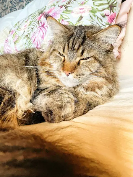 Maine Rakunu, Kediler, Büyük Kedi, Hayvan, Oyun, Dinlenme, Bakış, Kürk, Ağız, Kulak, Pençe, Arkadaş, Arkadaş, Tüylü, Oyun, Oyun, Evcil Hayvan, Yakışıklı, Güzel, Gururlu, Uyku, Rüya, Kral, Canlı, Aşk, Ukrayna, Ukrayna, Ukrayna