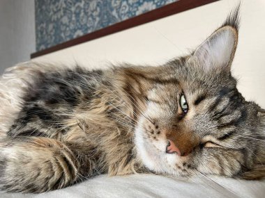 Maine Rakun, Maine Rakun, Mainecoon, Kediler, Büyük Kedi, Hayvan, Oyun, Dinlenme, Bakış, Kürk, Ağız, Kulak, Pençe, Arkadaş, Tüylü, Oyun, Evcil Hayvan, Yakışıklı, Güzel, Arkadaş, Gururlu, Uyku, Rüya, Kral, Canlı, Aşk, Mutluluk, Ukrayna, Ukrayna, Ukrayna