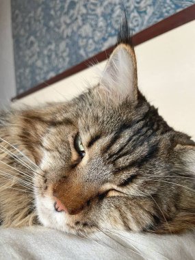 Maine Rakun, Maine Rakun, Mainecoon, Kediler, Büyük Kedi, Hayvan, Oyun, Dinlenme, Bakış, Kürk, Ağız, Kulak, Pençe, Arkadaş, Tüylü, Oyun, Evcil Hayvan, Yakışıklı, Güzel, Arkadaş, Gururlu, Uyku, Rüya, Kral, Canlı, Aşk, Mutluluk, Ukrayna, Ukrayna, Ukrayna