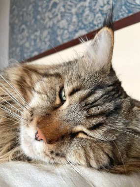 Maine Rakun, Maine Rakun, Mainecoon, Kediler, Büyük Kedi, Hayvan, Oyun, Dinlenme, Bakış, Kürk, Ağız, Kulak, Pençe, Arkadaş, Tüylü, Oyun, Evcil Hayvan, Yakışıklı, Güzel, Arkadaş, Gururlu, Uyku, Rüya, Kral, Canlı, Aşk, Mutluluk, Ukrayna, Ukrayna, Ukrayna