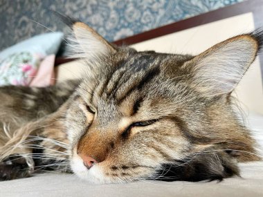 Maine Rakun, Maine Rakun, Mainecoon, Kediler, Büyük Kedi, Hayvan, Oyun, Dinlenme, Bakış, Kürk, Ağız, Kulak, Pençe, Arkadaş, Tüylü, Oyun, Evcil Hayvan, Yakışıklı, Güzel, Arkadaş, Gururlu, Uyku, Rüya, Kral, Canlı, Aşk, Mutluluk, Ukrayna, Ukrayna, Ukrayna