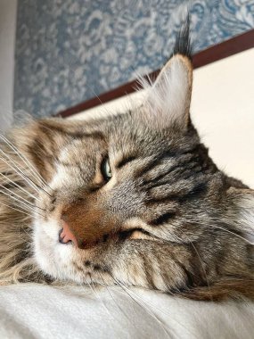 Maine Rakun, Maine Rakun, Mainecoon, Kediler, Büyük Kedi, Hayvan, Oyun, Dinlenme, Bakış, Kürk, Ağız, Kulak, Pençe, Arkadaş, Tüylü, Oyun, Evcil Hayvan, Yakışıklı, Güzel, Arkadaş, Gururlu, Uyku, Rüya, Kral, Canlı, Aşk, Mutluluk, Ukrayna, Ukrayna, Ukrayna