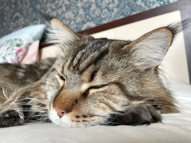 Maine Rakun, Maine Rakun, Mainecoon, Kediler, Büyük Kedi, Hayvan, Oyun, Dinlenme, Bakış, Kürk, Ağız, Kulak, Pençe, Arkadaş, Tüylü, Oyun, Evcil Hayvan, Yakışıklı, Güzel, Arkadaş, Gururlu, Uyku, Rüya, Kral, Canlı, Aşk, Mutluluk, Ukrayna, Ukrayna, Ukrayna