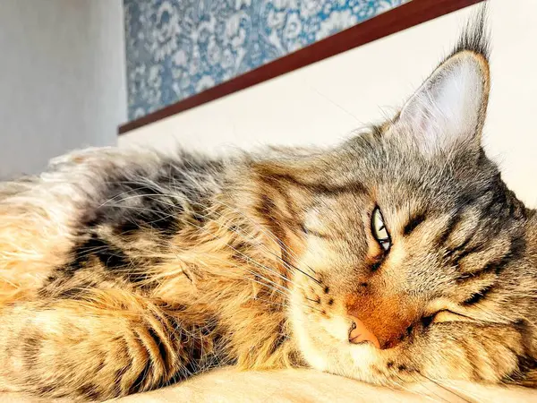 Maine Rakun, Maine Rakun, Mainecoon, Kediler, Büyük Kedi, Hayvan, Oyun, Dinlenme, Bakış, Kürk, Ağız, Kulak, Pençe, Arkadaş, Tüylü, Oyun, Evcil Hayvan, Yakışıklı, Güzel, Arkadaş, Gururlu, Uyku, Rüya, Kral, Canlı, Aşk, Mutluluk, Ukrayna, Ukrayna, Ukrayna