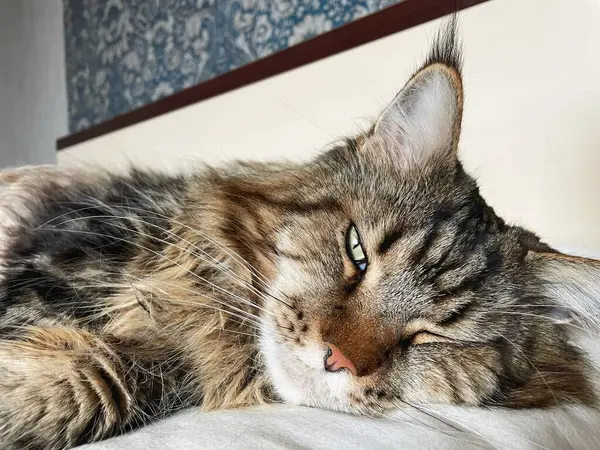 Maine Rakun, Maine Rakun, Mainecoon, Kediler, Büyük Kedi, Hayvan, Oyun, Dinlenme, Bakış, Kürk, Ağız, Kulak, Pençe, Arkadaş, Tüylü, Oyun, Evcil Hayvan, Yakışıklı, Güzel, Arkadaş, Gururlu, Uyku, Rüya, Kral, Canlı, Aşk, Mutluluk, Ukrayna, Ukrayna, Ukrayna