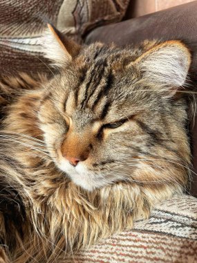 Maine Rakun, Maine Rakun, Mainecoon, Kediler, Büyük Kedi, Hayvan, Oyun, Dinlenme, Bakış, Kürk, Ağız, Kulak, Pençe, Arkadaş, Tüylü, Oyun, Evcil Hayvan, Yakışıklı, Güzel, Arkadaş, Gururlu, Uyku, Rüya, Kral, Canlı, Aşk, Mutluluk, Ukrayna, Ukrayna, Ukrayna