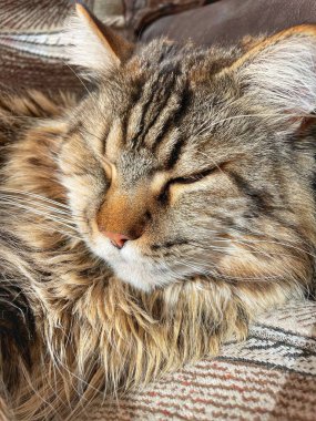 Maine Rakun, Maine Rakun, Mainecoon, Kediler, Büyük Kedi, Hayvan, Oyun, Dinlenme, Bakış, Kürk, Ağız, Kulak, Pençe, Arkadaş, Tüylü, Oyun, Evcil Hayvan, Yakışıklı, Güzel, Arkadaş, Gururlu, Uyku, Rüya, Kral, Canlı, Aşk, Mutluluk, Ukrayna, Ukrayna, Ukrayna