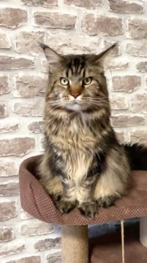 Maine Rakunu, Kediler, Büyük Kedi, Hayvan, Oyun, Dinlenme, Bakış, Kürk, Ağız, Kulak, Pençe, Arkadaş, Arkadaş, Tüylü, Oyun, Oyun, Evcil Hayvan, Yakışıklı, Güzel, Gururlu, Uyku, Rüya, Kral, Canlı, Aşk, Ukrayna, Ukrayna, Ukrayna