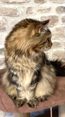 Maine Rakunu, Kediler, Büyük Kedi, Hayvan, Oyun, Dinlenme, Bakış, Kürk, Ağız, Kulak, Pençe, Arkadaş, Arkadaş, Tüylü, Oyun, Oyun, Evcil Hayvan, Yakışıklı, Güzel, Gururlu, Uyku, Rüya, Kral, Canlı, Aşk, Ukrayna, Ukrayna, Ukrayna