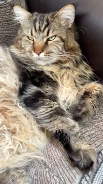 Maine Rakunu, Kediler, Büyük Kedi, Hayvan, Oyun, Dinlenme, Bakış, Kürk, Ağız, Kulak, Pençe, Arkadaş, Arkadaş, Tüylü, Oyun, Oyun, Evcil Hayvan, Yakışıklı, Güzel, Gururlu, Uyku, Rüya, Kral, Canlı, Aşk, Ukrayna, Ukrayna, Ukrayna