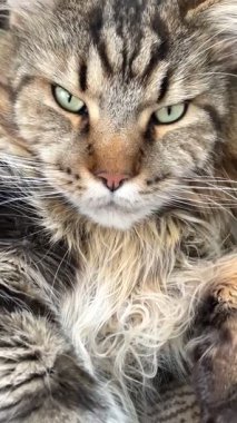 Maine Rakunu, Kediler, Büyük Kedi, Hayvan, Oyun, Dinlenme, Bakış, Kürk, Ağız, Kulak, Pençe, Arkadaş, Arkadaş, Tüylü, Oyun, Oyun, Evcil Hayvan, Yakışıklı, Güzel, Gururlu, Uyku, Rüya, Kral, Canlı, Aşk, Ukrayna, Ukrayna, Ukrayna