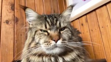 Maine Rakunu, Kediler, Büyük Kedi, Hayvan, Oyun, Dinlenme, Bakış, Kürk, Ağız, Kulak, Pençe, Arkadaş, Arkadaş, Tüylü, Oyun, Oyun, Evcil Hayvan, Yakışıklı, Güzel, Gururlu, Uyku, Rüya, Kral, Canlı, Aşk, Ukrayna, Ukrayna, Ukrayna