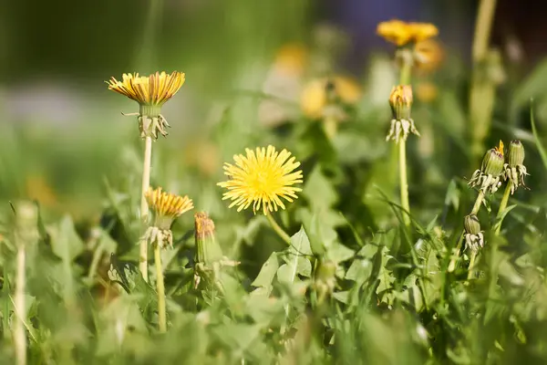 Karahindiba, karahindiba, çimen, yeşil, sarı, bahar, Nisan, hayat, doğa..